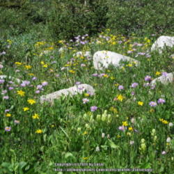 Location: Snowy Range Wy
Date: 2012-07-20
With Arnica and Asters.
