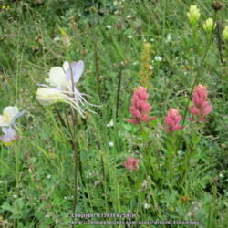 Location: Snowy Range. Wy
Date: 2012-07-20
With Columbine and Sulpher Paintbrush