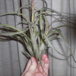 Location: ,Front Royal,Va
Date: 2014-01-31
there are 2 attached plants in this pic
