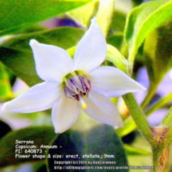 Location: Zone 5 Indiana
Date: 2014-02-01
Serrano  Capsicum: Annuum - PI: 640873 - Flower shape & size: ere