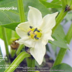 Location: Zone 5 Indiana
Date: 2014-02-01
Capsicum: Annuum Origin: Hungary PI: 543809 Flower shape & size: 