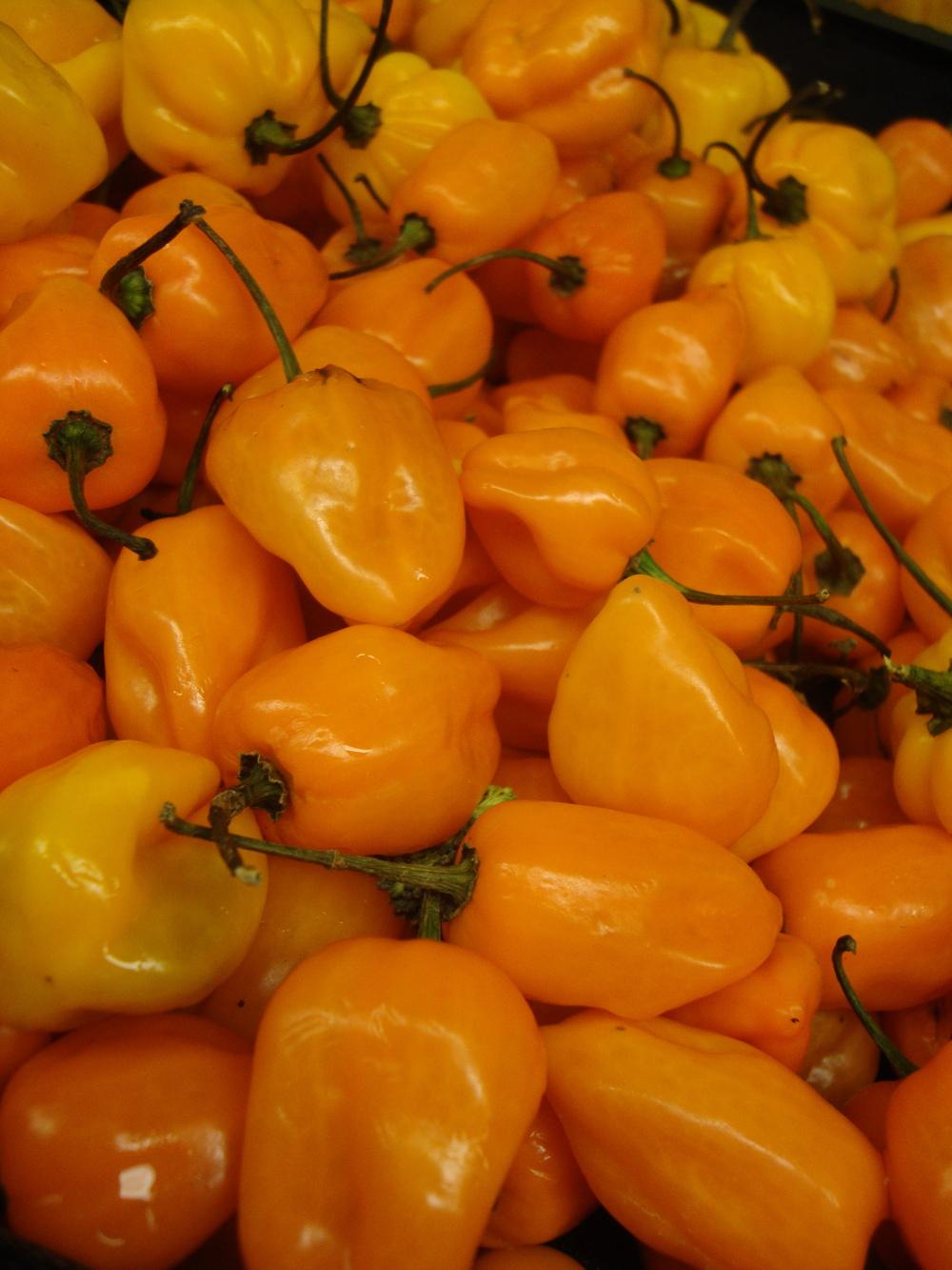 Photo of Habanero (Capsicum sinense 'Orange Devil') uploaded by Paul2032