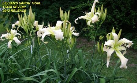 Photo of Daylily (Hemerocallis 'Lillian's Vapor Trail') uploaded by spunky1