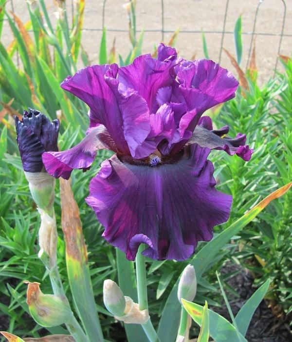 Photo of Tall Bearded Iris (Iris 'Fine Wine') uploaded by starwoman