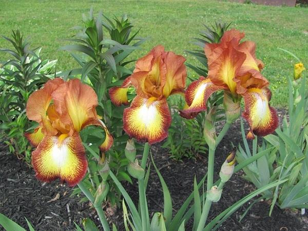 Photo of Tall Bearded Iris (Iris 'Spreckles') uploaded by starwoman