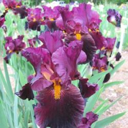 Location: Exline's Iris Garden - Berkeley Springs, WV
Date: 2013-05-13
