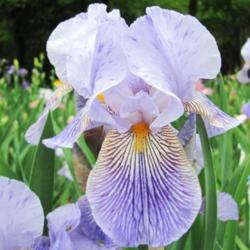 Location: Exline's Iris Garden - Berkeley Springs, WV
Date: 2013-05-17