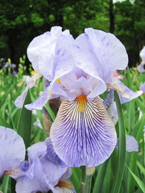 Photo of Border Bearded Iris (Iris 'Butterfly Baby') uploaded by starwoman