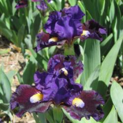 Location: Winterberry Iris Garden, Cross Junction, VA 
Date: 2013-05-25