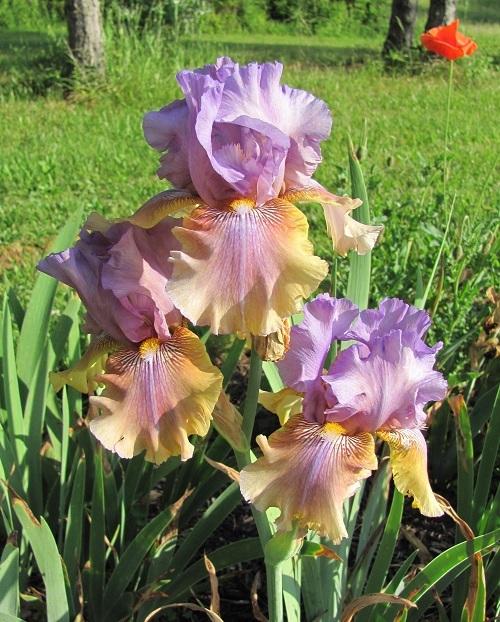 Photo of Tall Bearded Iris (Iris 'Artist's Palette') uploaded by starwoman