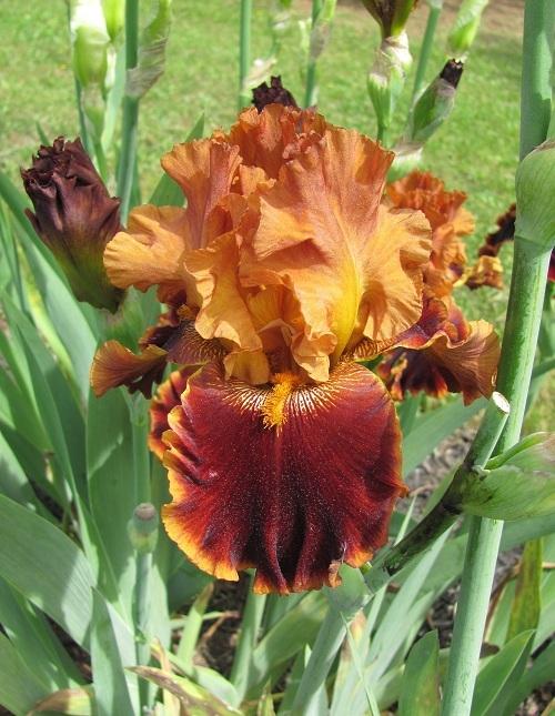 Photo of Tall Bearded Iris (Iris 'Copatonic') uploaded by starwoman