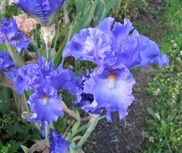 Photo of Tall Bearded Iris (Iris 'Flying Skirts') uploaded by starwoman