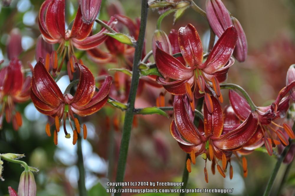 Photo of Lily (Lilium 'Claude Shride') uploaded by treehugger