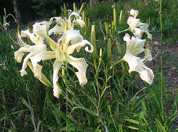 Photo of Daylily (Hemerocallis 'August Snow') uploaded by vic