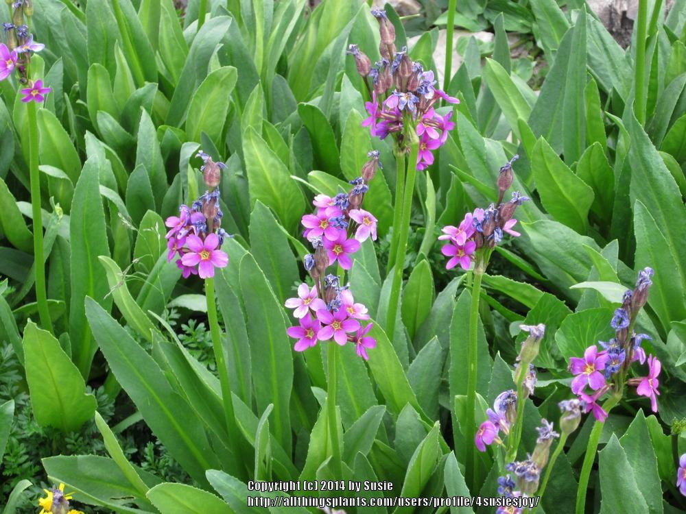 Photo of Parry's primrose (Primula parryi) uploaded by 4susiesjoy