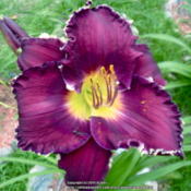 White toothy edge surrounds a merlot colored bloom with dark purp