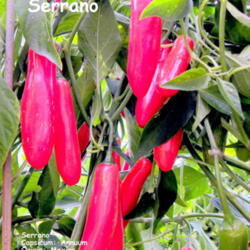 Location: Zone 5 Indiana
Date: 2014-02-02
Serrano  Serrano translated to English means 'from the mountains