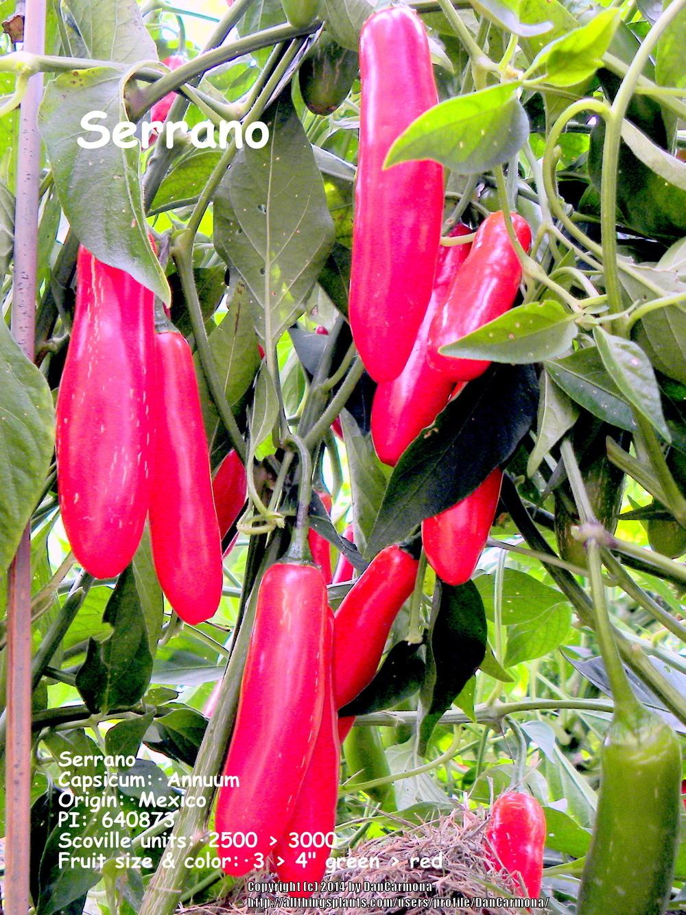 Photo of Hot Pepper (Capsicum annuum 'Serrano') uploaded by DanCarmona
