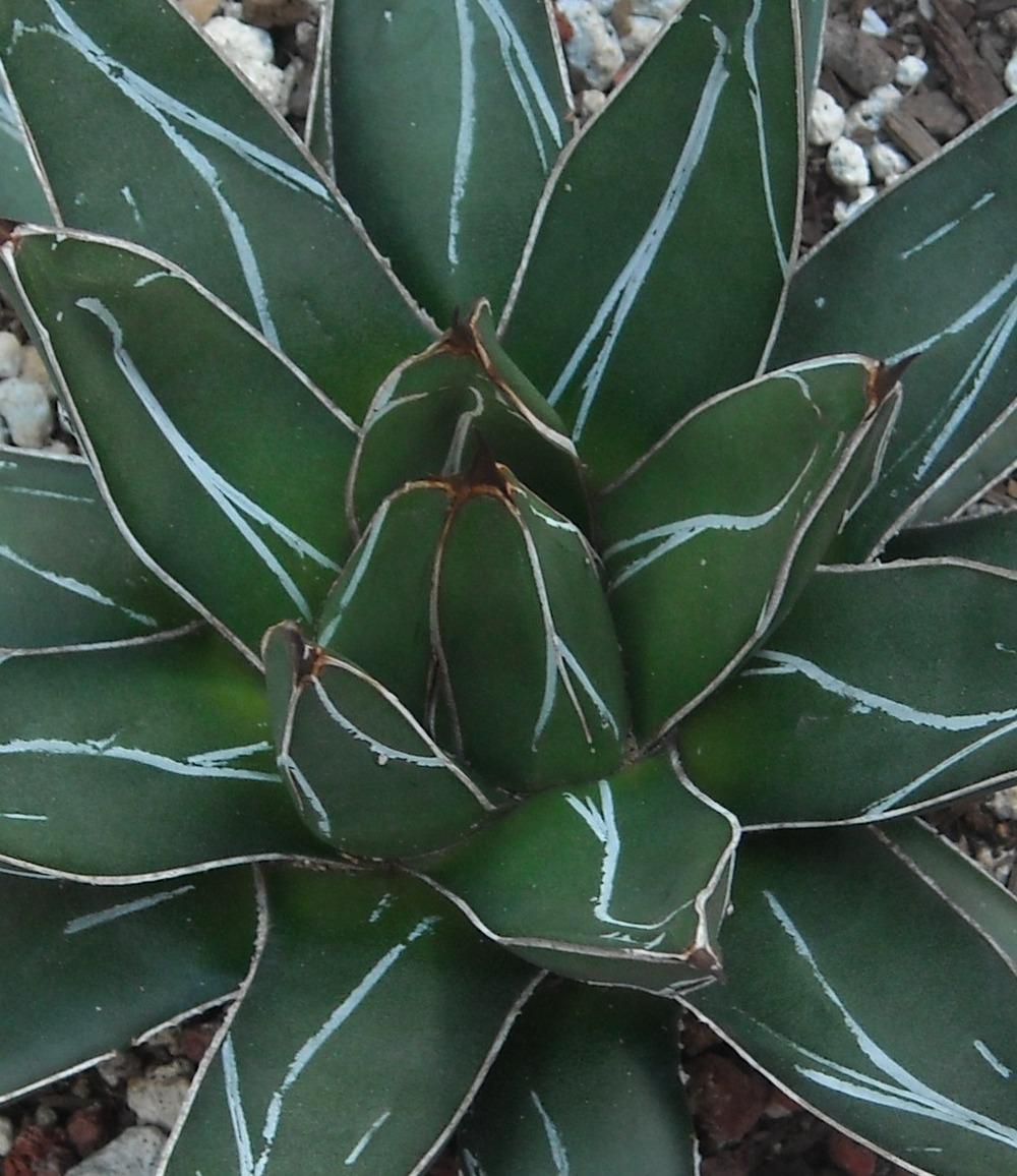 Photo of Queen Victoria Agave (Agave victoriae-reginae) uploaded by LAGardengirl