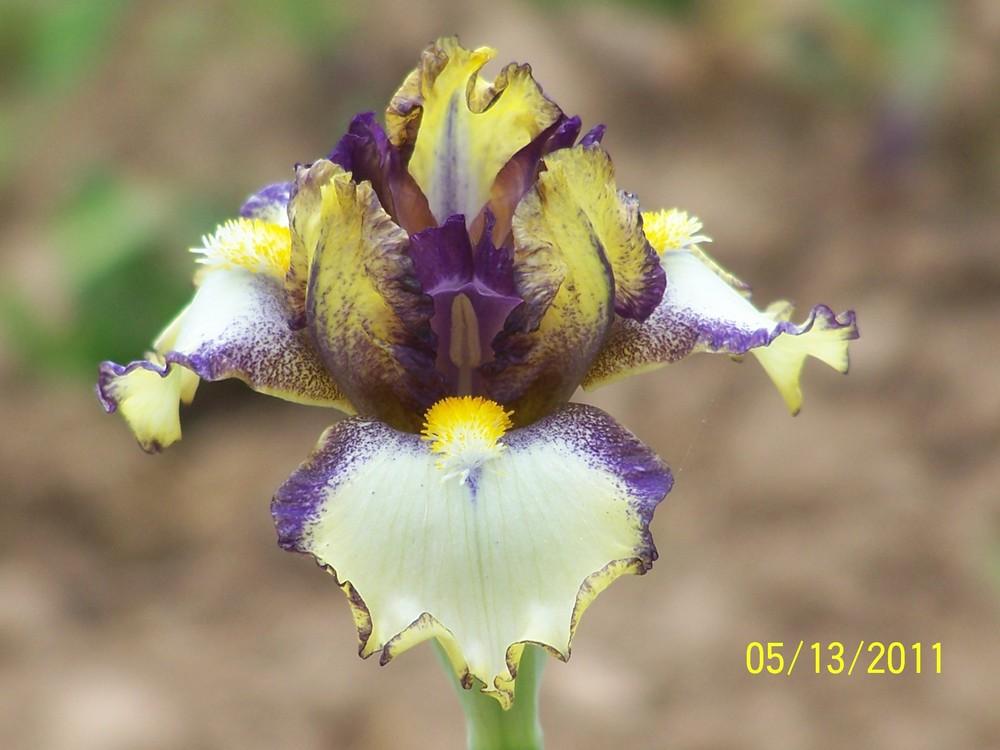 Photo of Intermediate Bearded Iris (Iris 'Nickel') uploaded by Misawa77