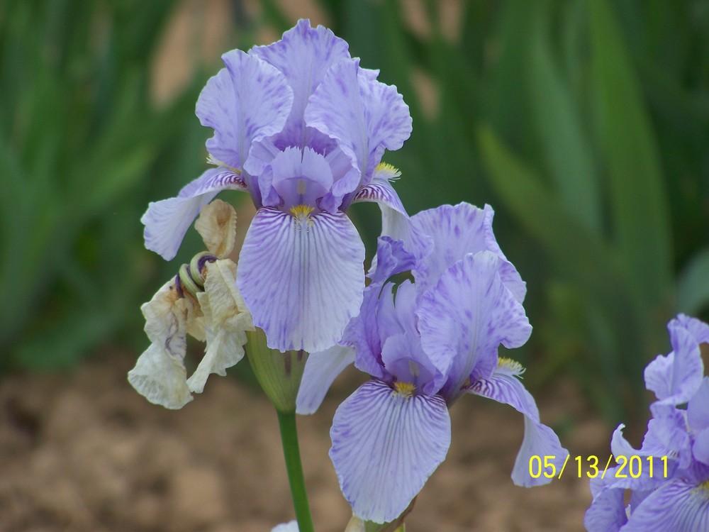 Photo of Miniature Tall Bearded Iris (Iris 'Claire Doodle') uploaded by Misawa77