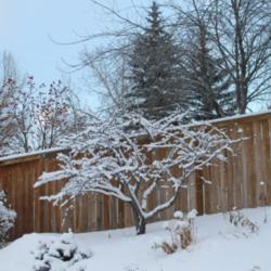 Location: My garden, Calgary, Alberta, Canada; zone 3.
Date: 2014-01-04 