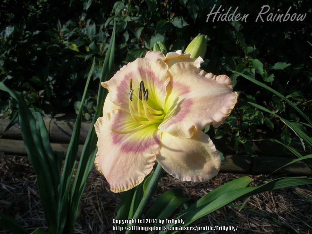 Photo of Daylily (Hemerocallis 'Hidden Rainbow') uploaded by Frillylily
