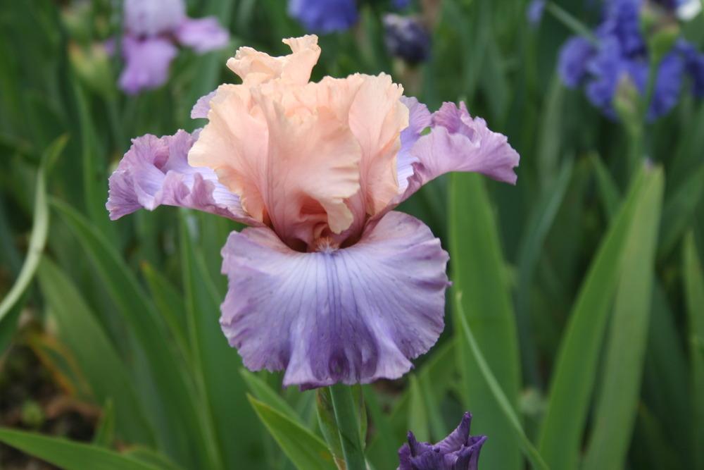 Photo of Tall Bearded Iris (Iris 'Fashionista') uploaded by KentPfeiffer