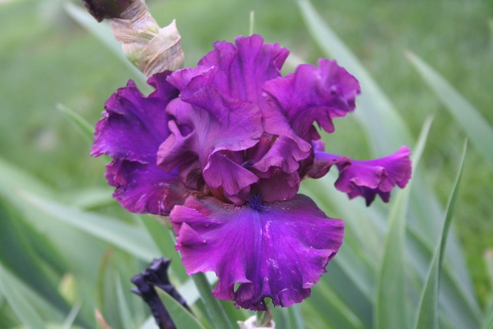 Photo of Tall Bearded Iris (Iris 'Feast of Kings') uploaded by KentPfeiffer