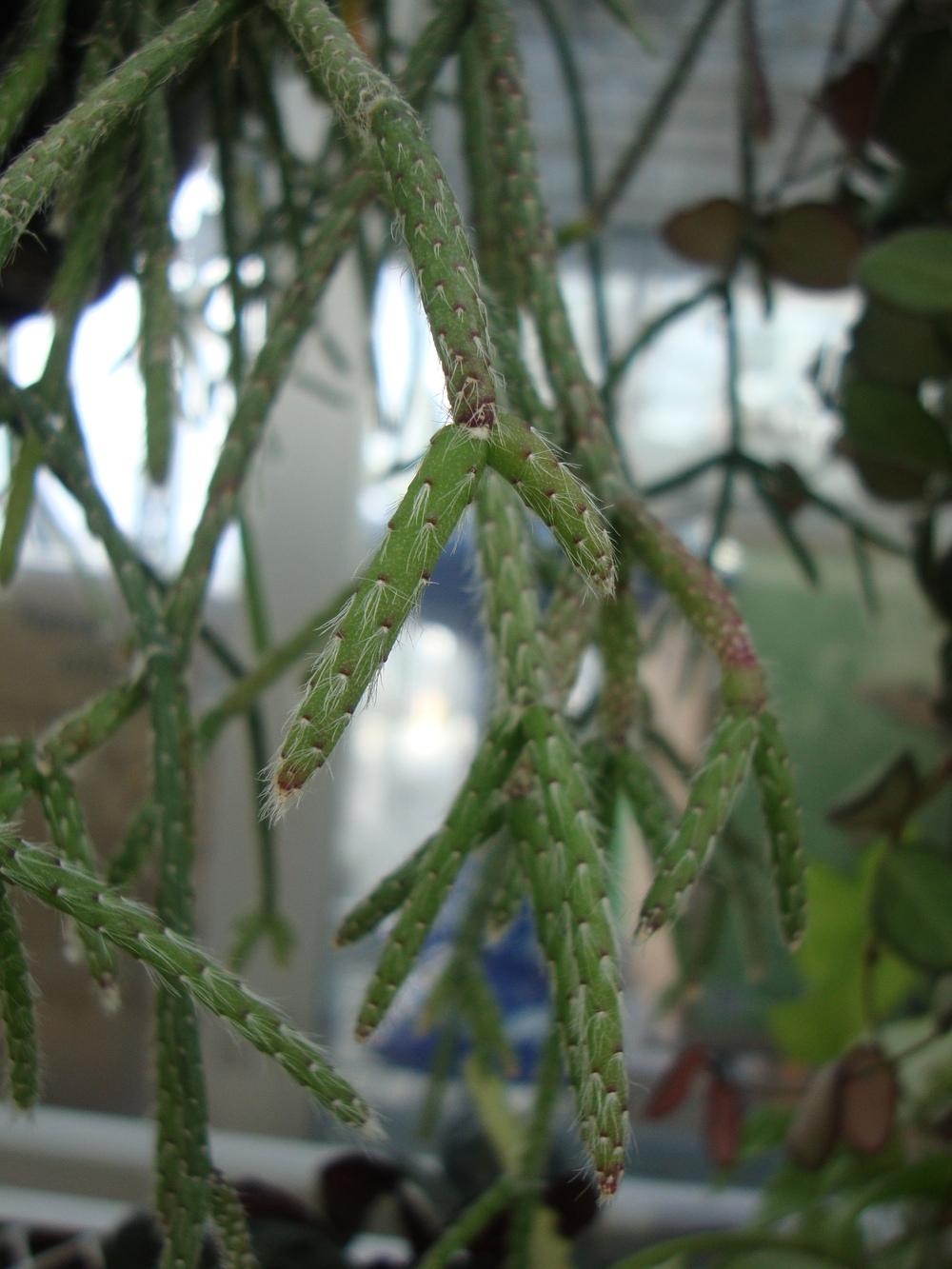 Photo of Mistletoe Cactus (Rhipsalis pilocarpa) uploaded by Paul2032