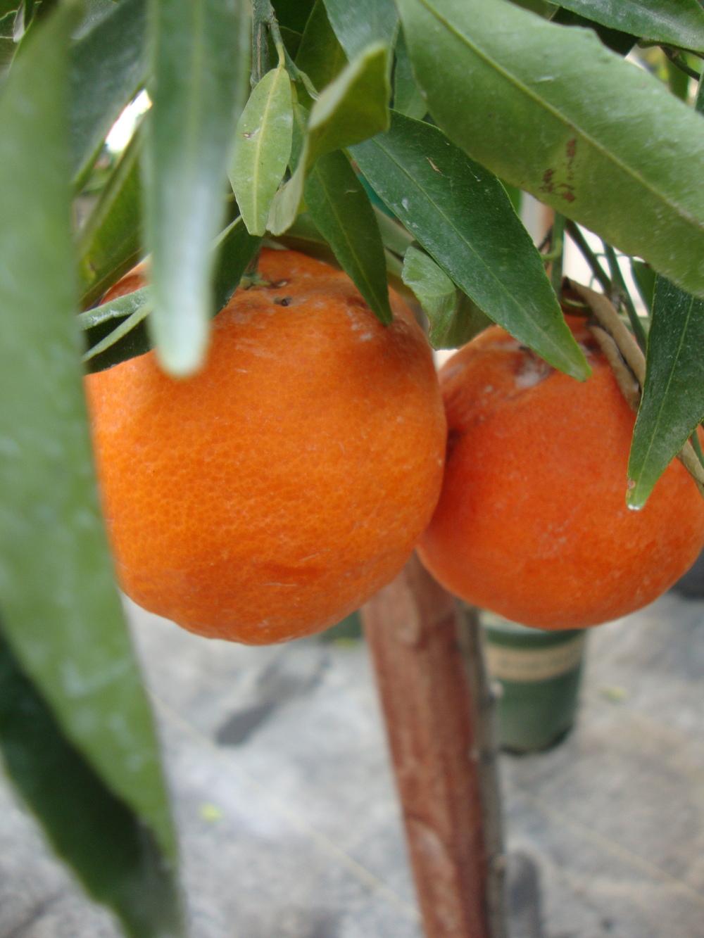 Photo of Mandarin Orange (Citrus reticulata 'Clementine') uploaded by Paul2032