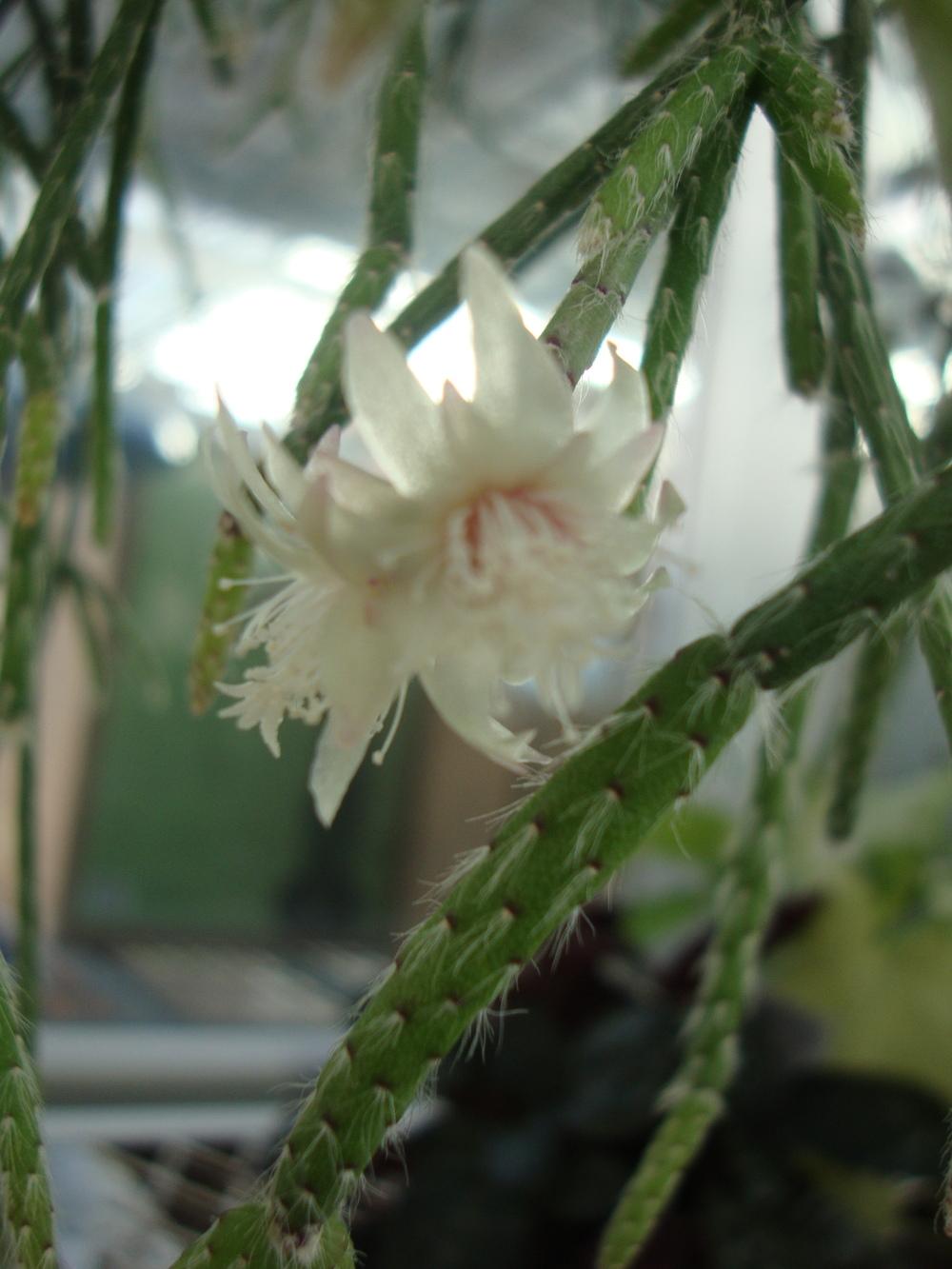 Photo of Mistletoe Cactus (Rhipsalis pilocarpa) uploaded by Paul2032