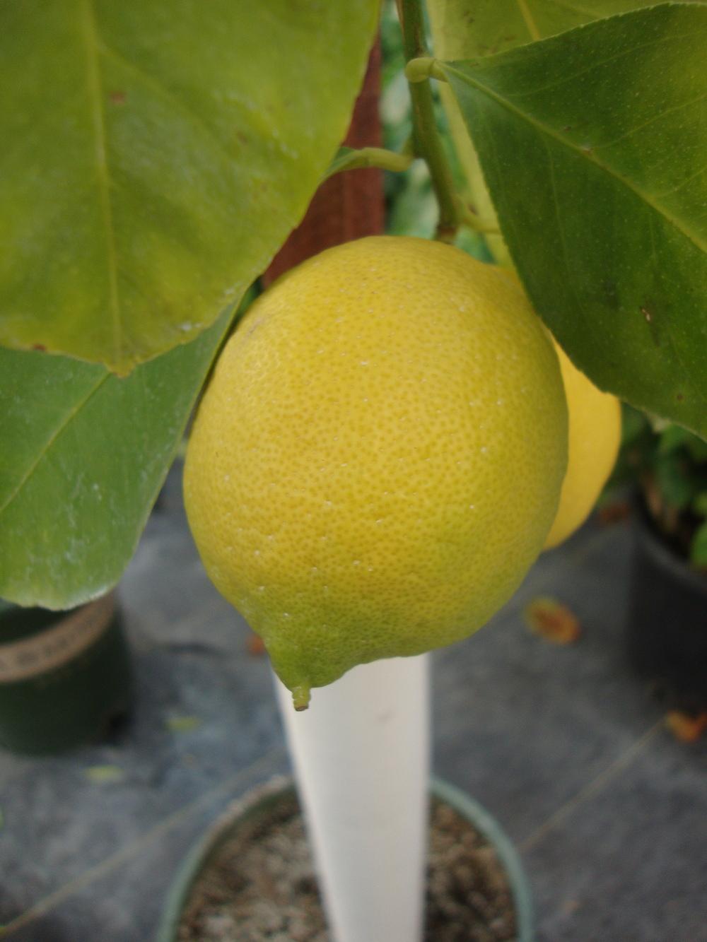 Photo of Meyer Lemon (Citrus x limon 'Meyer') uploaded by Paul2032