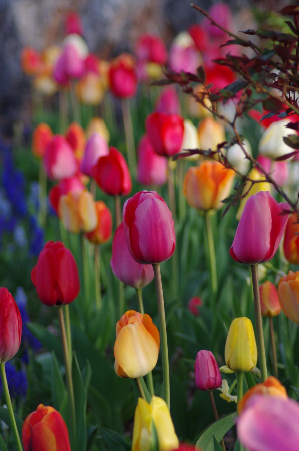 Photo of Tulips (Tulipa) uploaded by dirtdorphins
