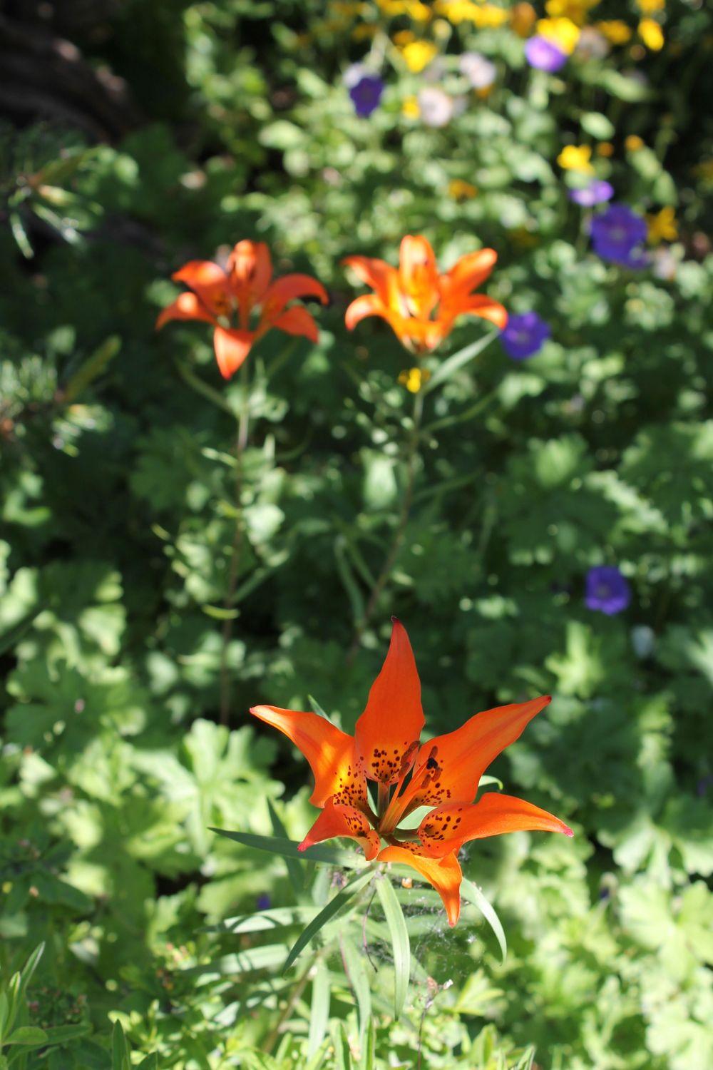 Photo of Wood Lily (Lilium philadelphicum) uploaded by growitall