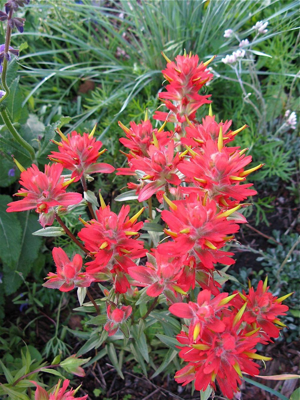 Photo of Red Indian Paintbrush (Castilleja miniata) uploaded by growitall
