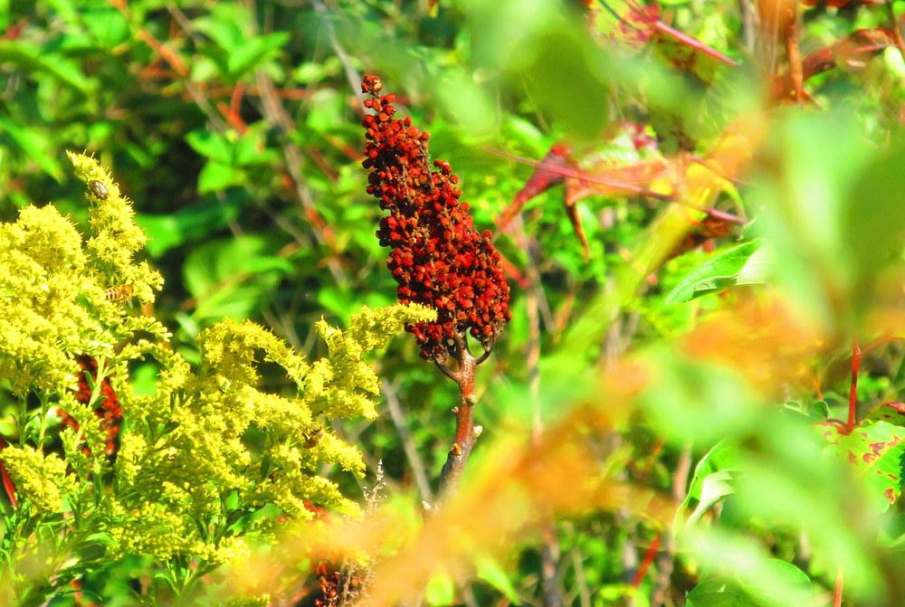 Photo of Staghorn Sumac (Rhus typhina) uploaded by jmorth