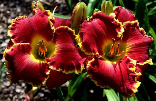 Photo of Daylily (Hemerocallis 'Red Blooded') uploaded by Calif_Sue