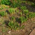 Instant Daylily Garden by Moving Clumps
