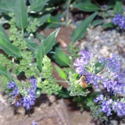 Location: My Garden, Utah
Date: 2013-09-09
attracts bees
