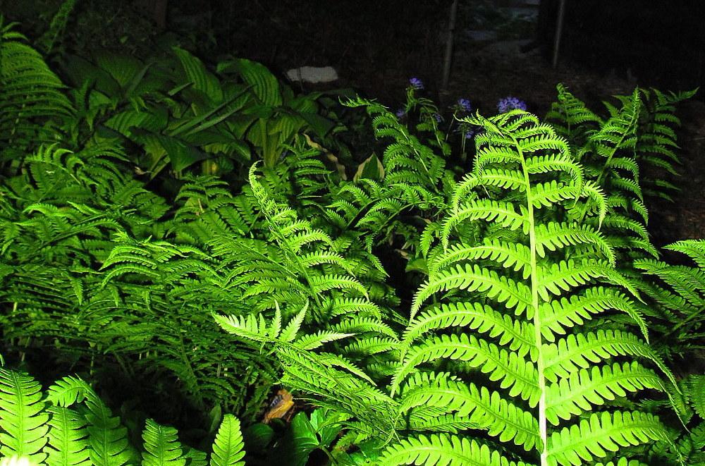 Photo of Ostrich Fern (Matteuccia struthiopteris) uploaded by jmorth