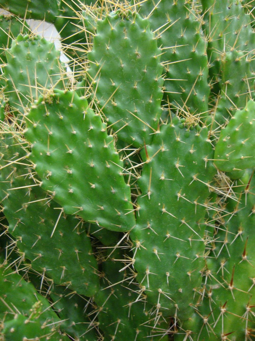 Photo of Florida Semaphore Cactus (Consolea corallicola) uploaded by Paul2032