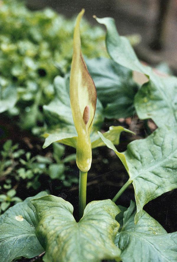 Photo of Arum cylindraceum uploaded by eclayne
