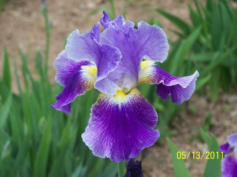 Photo of Tall Bearded Iris (Iris 'Silent Wings') uploaded by Misawa77