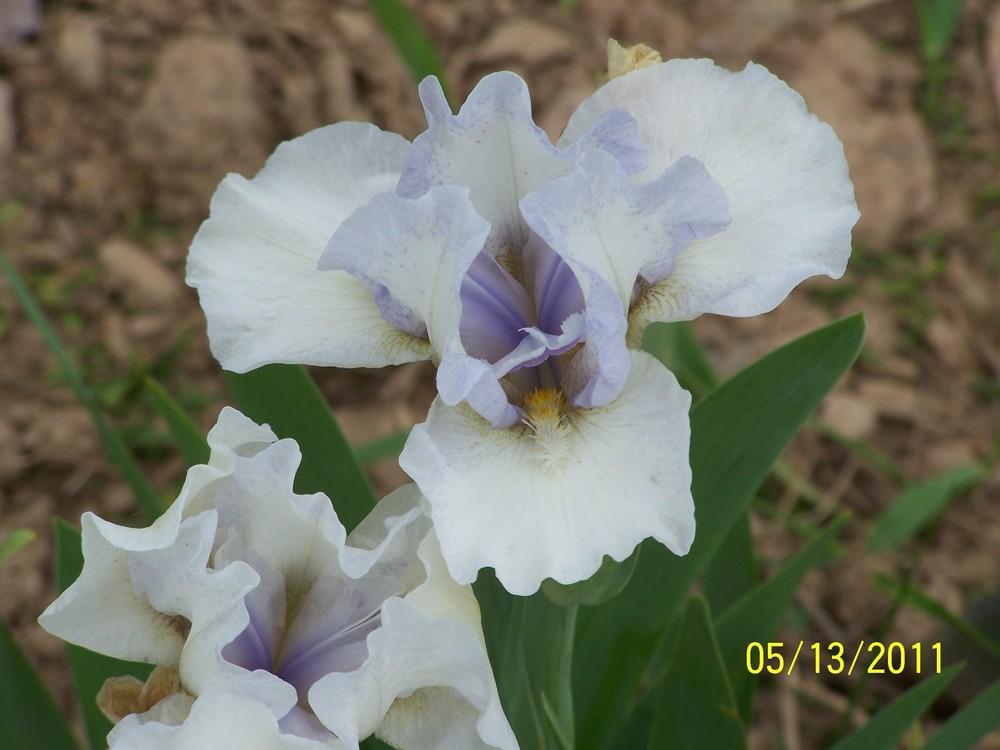 Photo of Standard Dwarf Bearded Iris (Iris 'Coy Mistress') uploaded by Misawa77