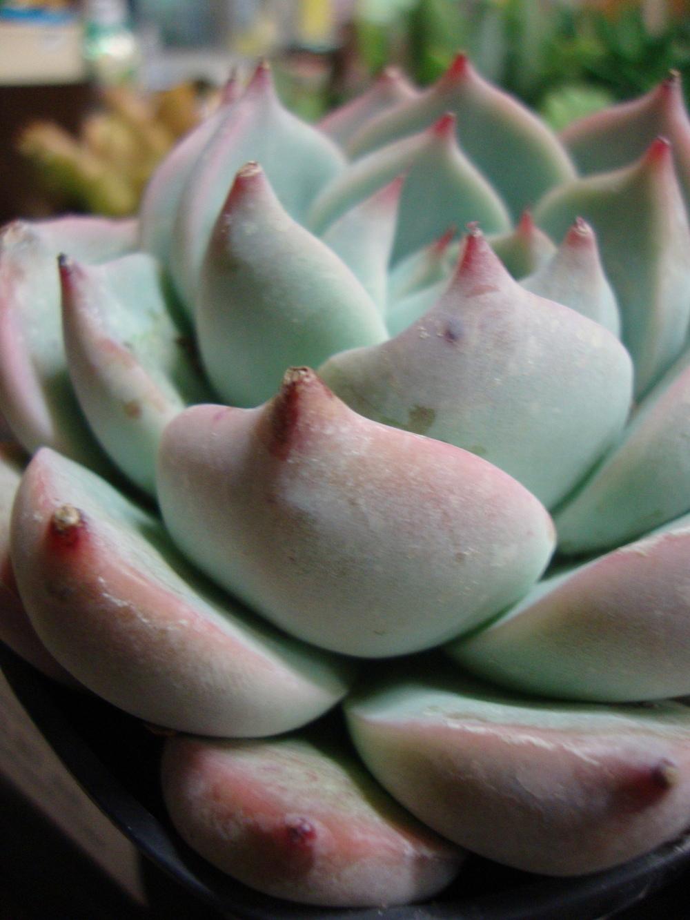 Photo of Echeveria 'Tippy' uploaded by Paul2032