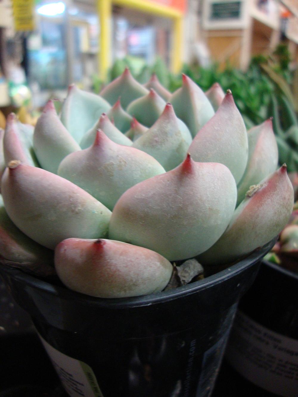 Photo of Echeveria 'Tippy' uploaded by Paul2032