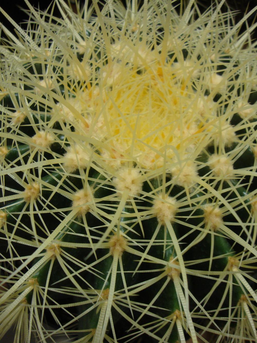 Photo of Golden Barrel Cactus (Kroenleinia grusonii) uploaded by Paul2032