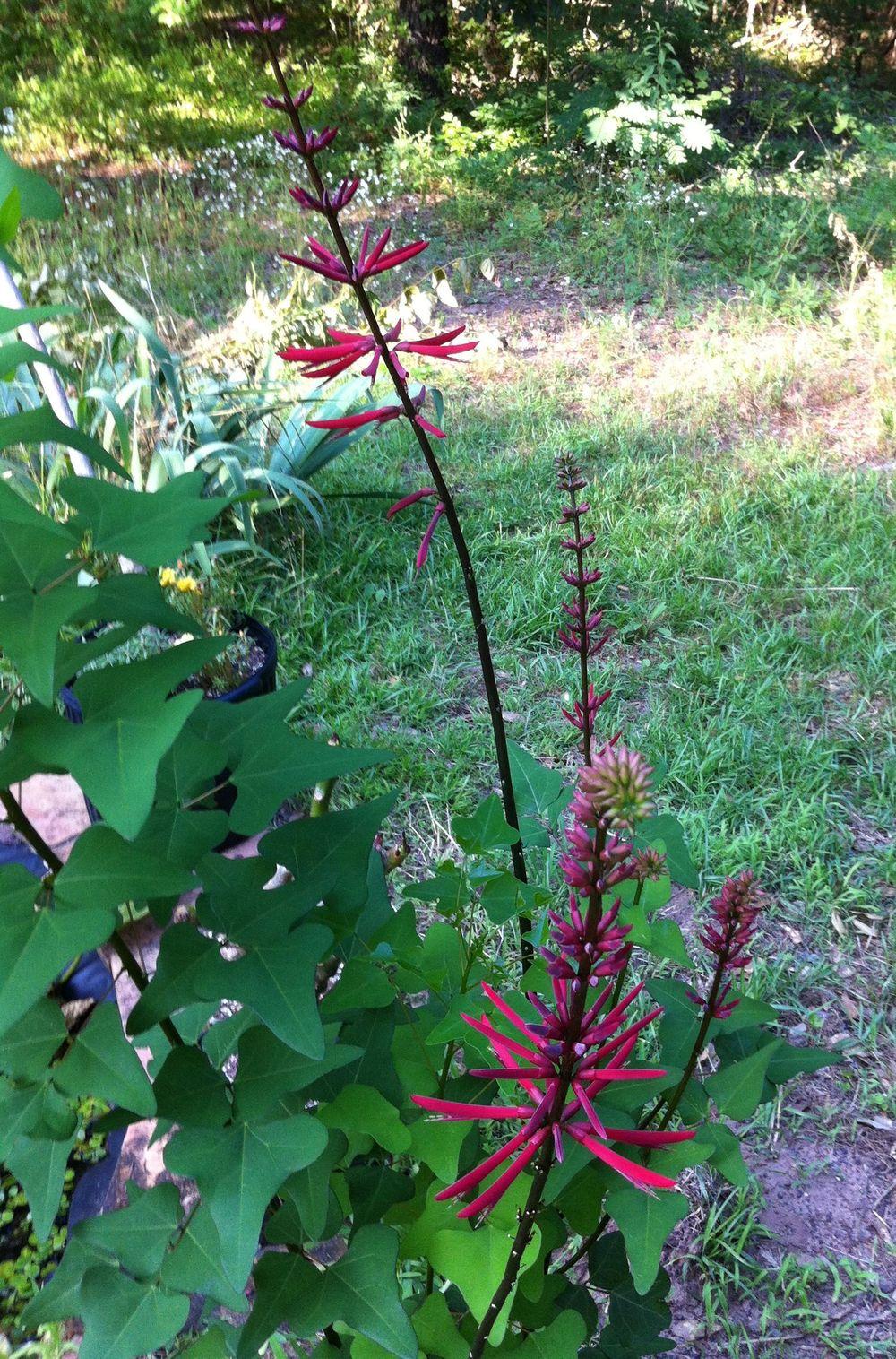 Photo of Cherokee Bean (Erythrina herbacea) uploaded by Watersprite