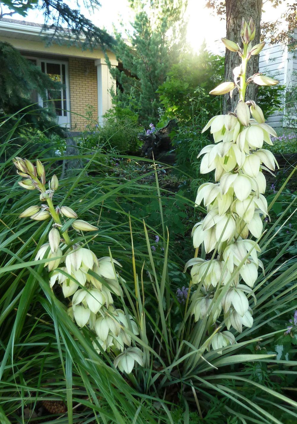 Photo of Soapweed (Yucca glauca) uploaded by growitall